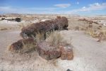 PICTURES/Petrified Wood/t_P1010453.JPG